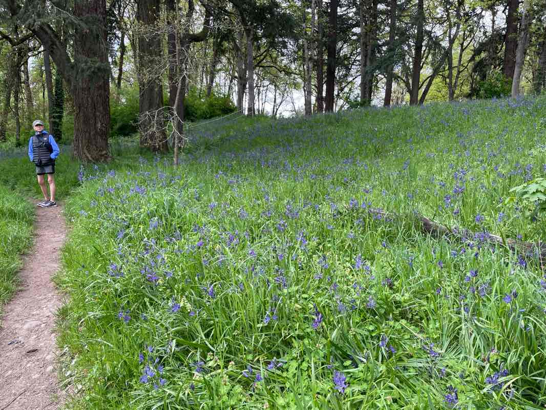 walking near me in Bush's Pasture Park in spring