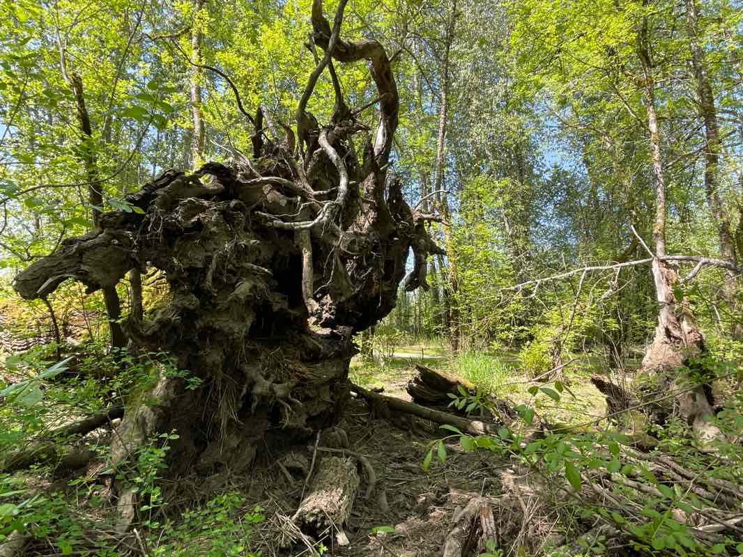 walking near me in Minto-Brown Island Park in spring