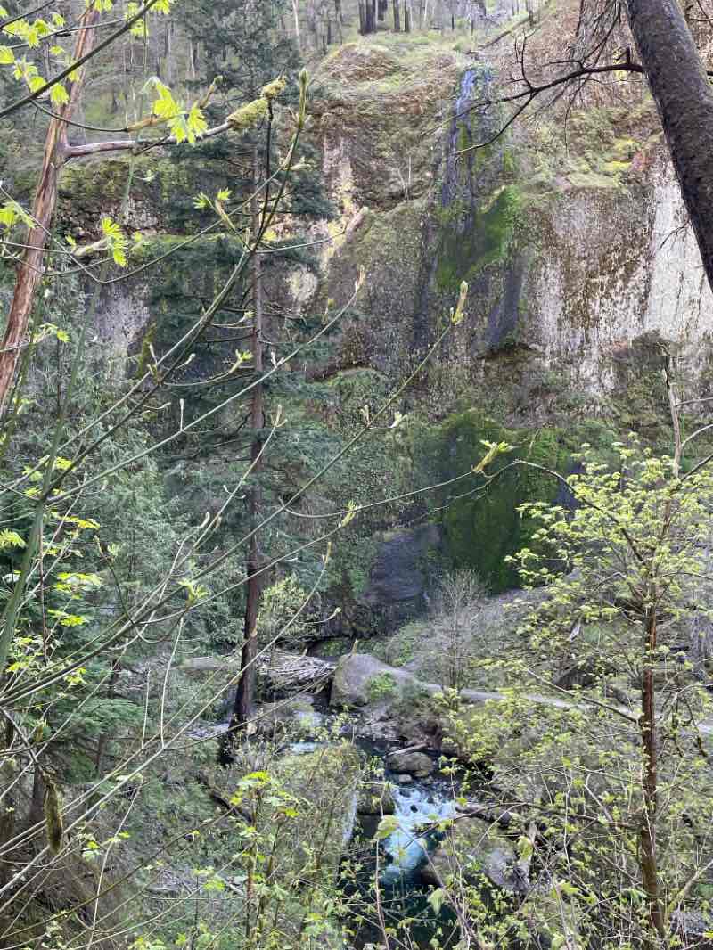 walking near me in Mark O. Hatfield Wilderness in spring