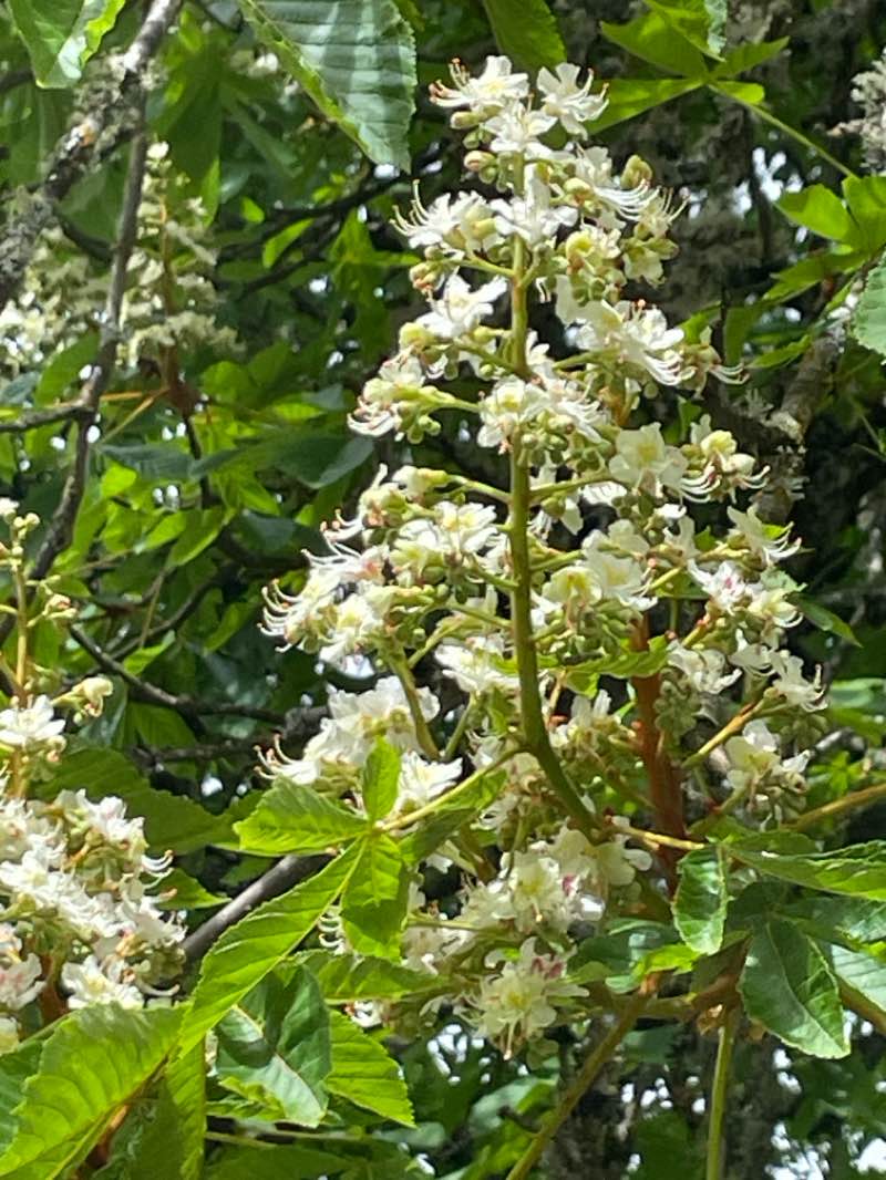 walking near me in Deepwood Estate in spring