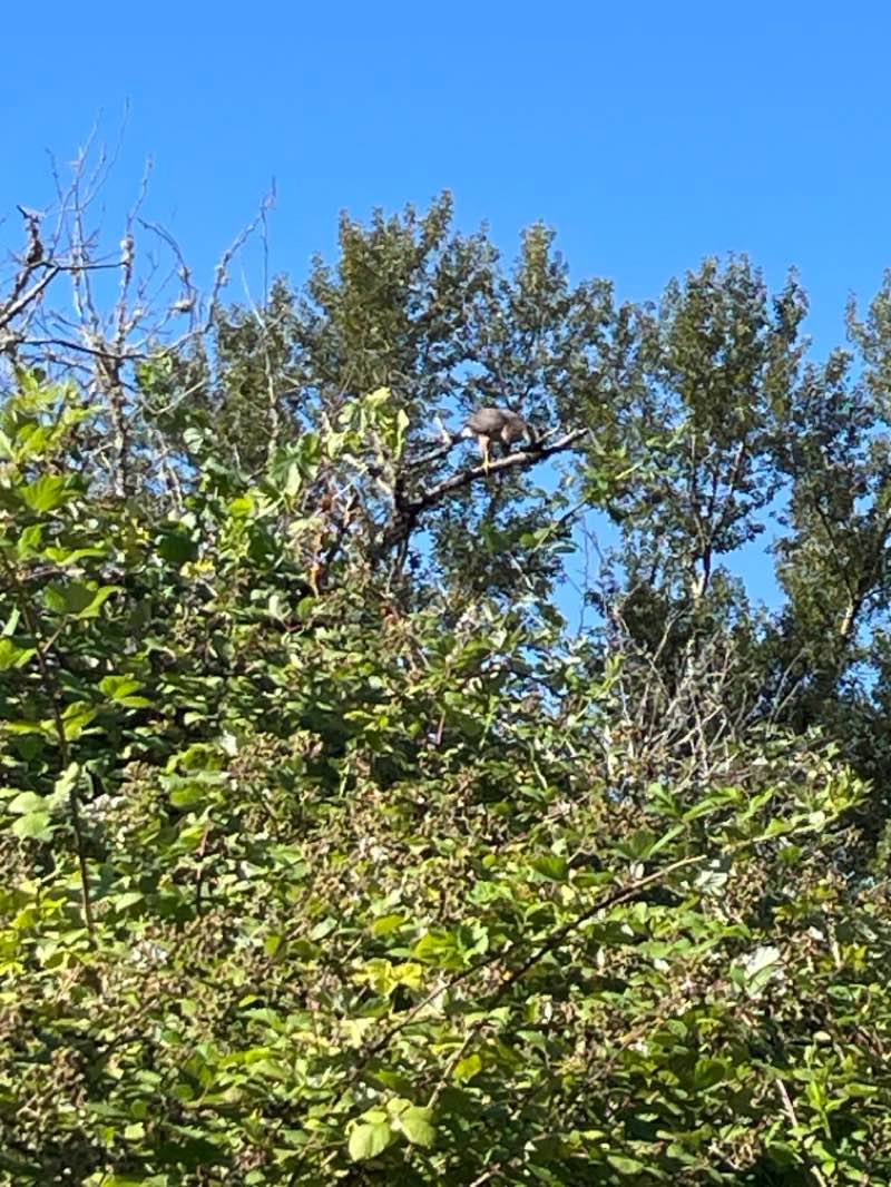walking near me in Wallace Marine Park in summer