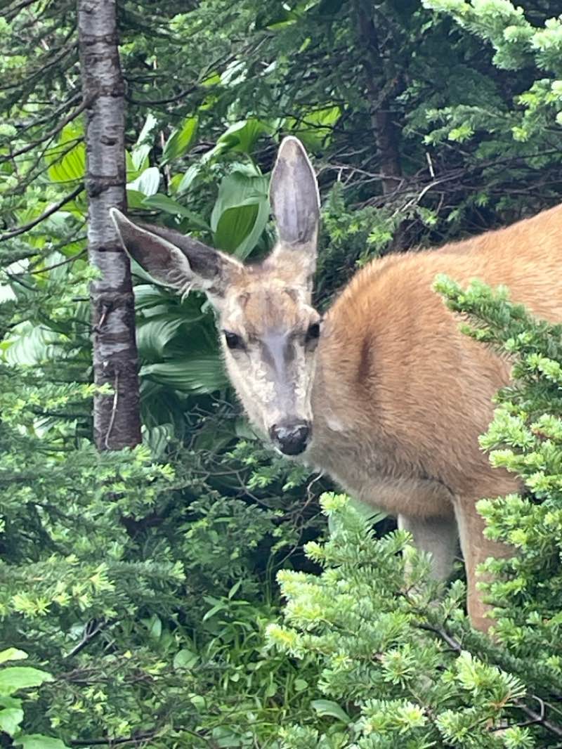 walking near me in Glacier National Park in autumn