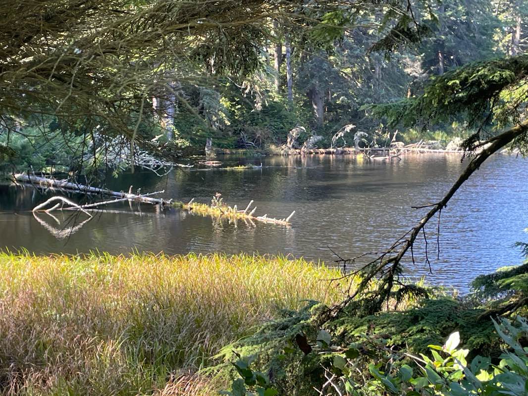 walking near me in Driftwood Beach State Park in autumn