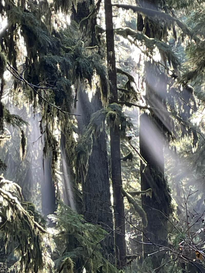 walking near me in Silver Falls State Park in winter