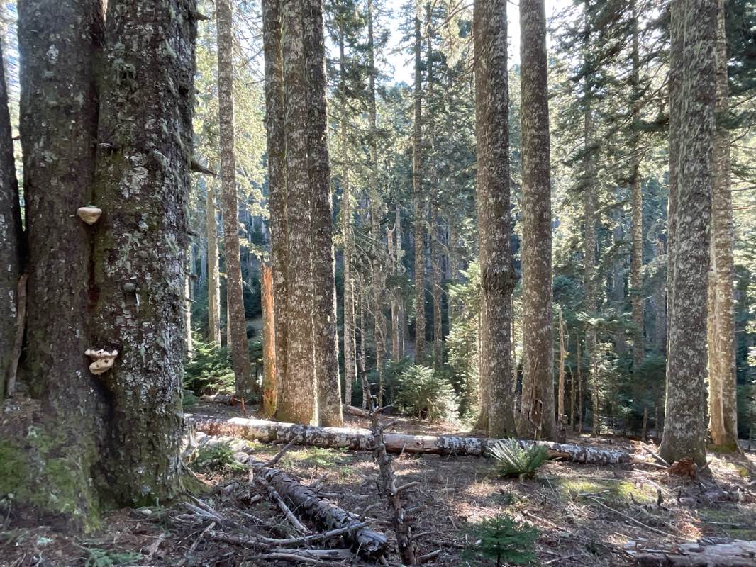 walking near me in Siuslaw National Forest in winter