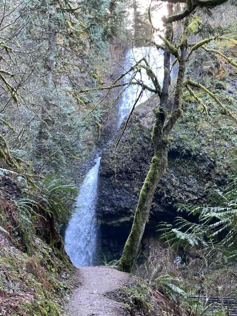 walking near me in Mount Hood National Forest in winter