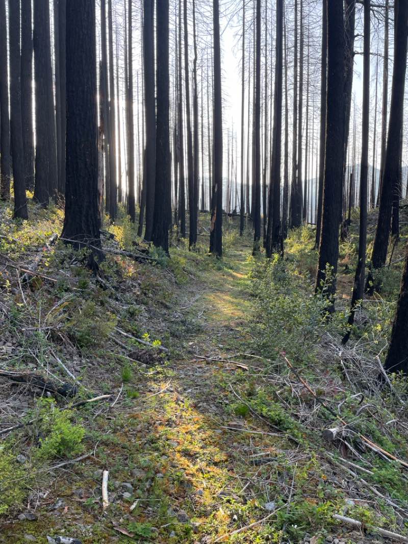 walking near me in Opal Creek Wilderness in spring