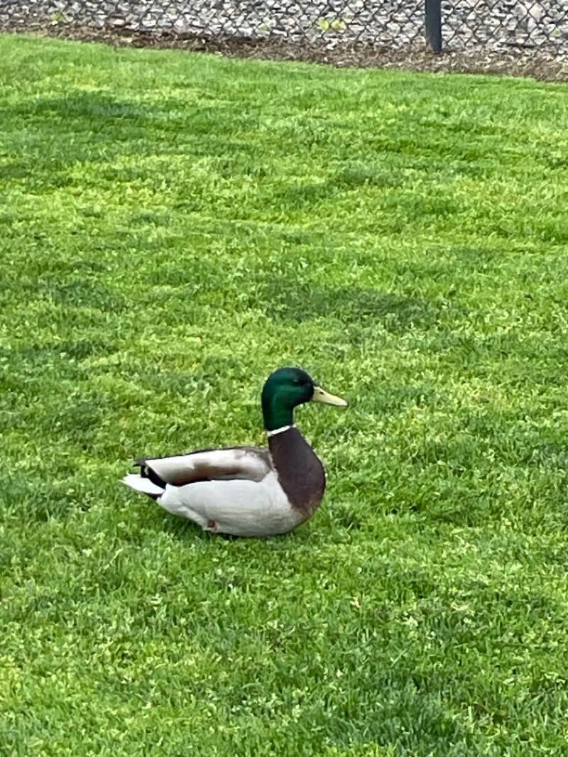 walking near me in Willson Park in spring