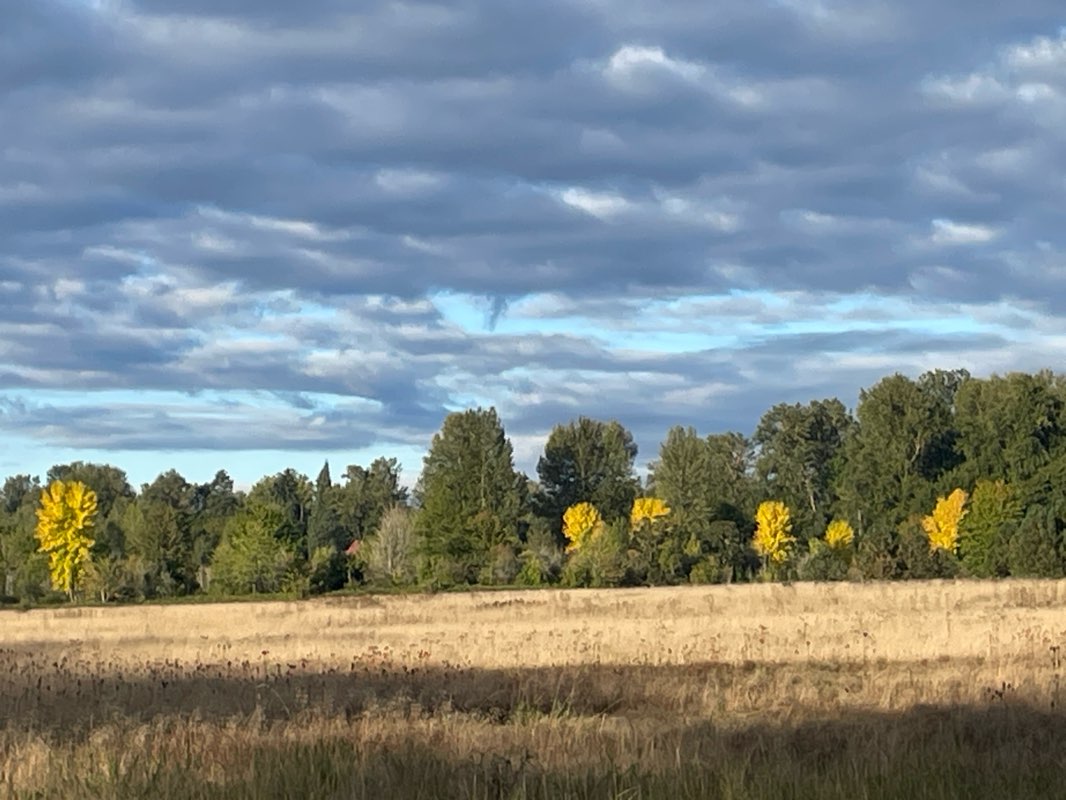 walking near me in Minto-Brown Island Park in autumn