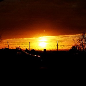 Tohaline Taiseni DHL NZ