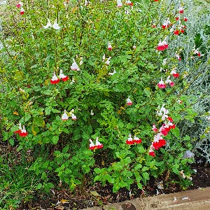 (남원순창)임혜란 icon