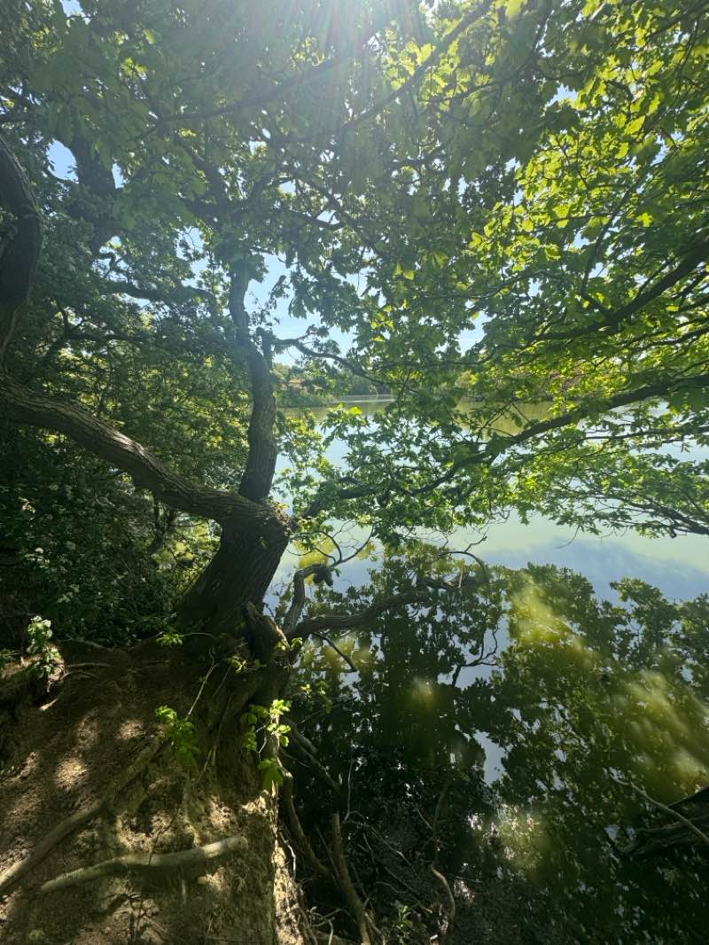 walking near me in Canterbury Road Park in spring