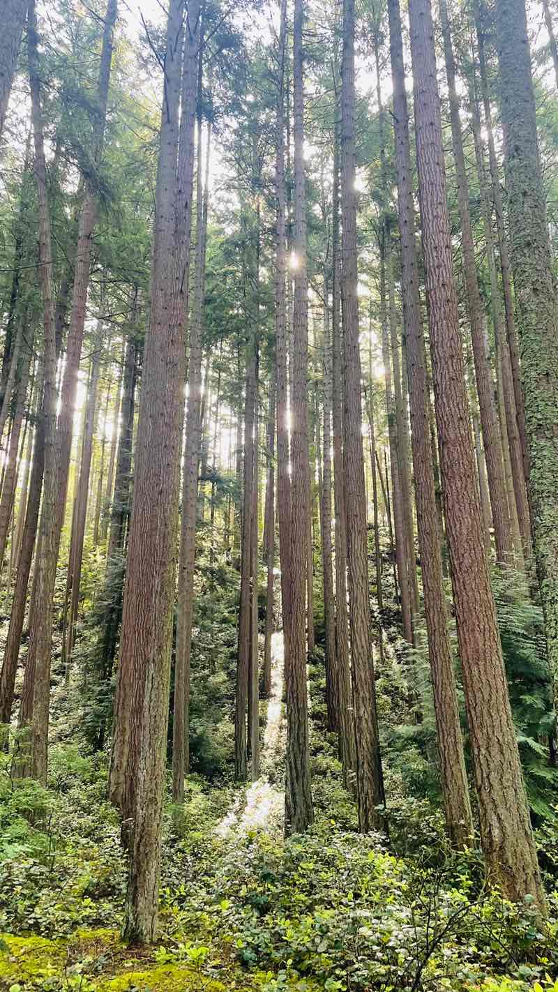 walking near me in Shoreview Park in spring