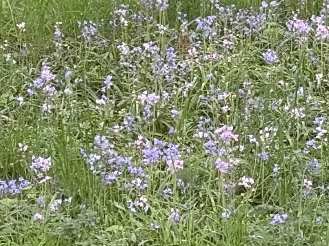 walking near me in Mathay-Ballinger Park in spring