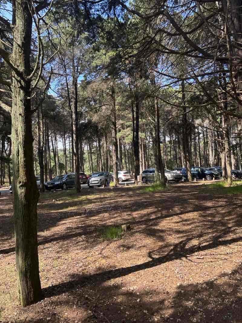 walking near me in Jardim Amália Rodrigues in spring