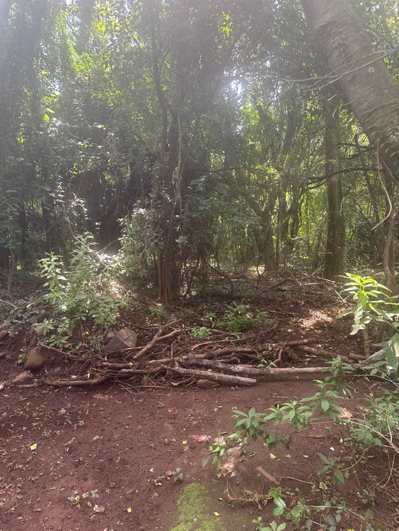 walking near me in Bishop Bird Park in autumn
