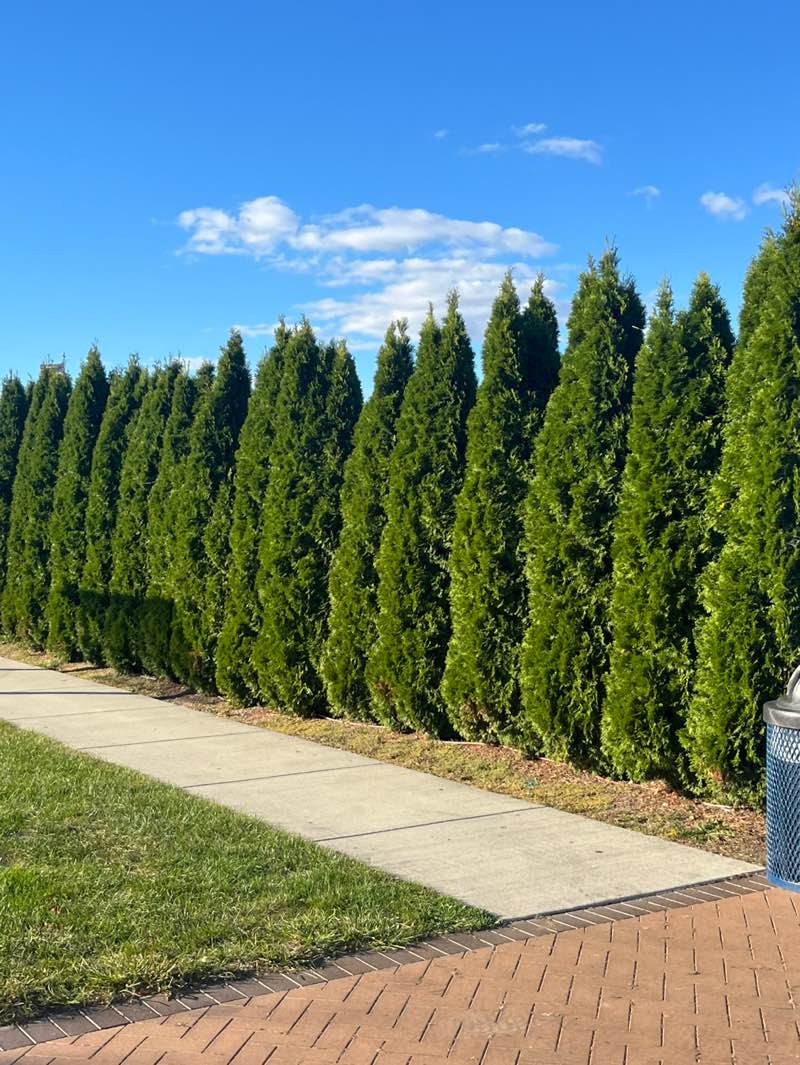 walking near me in Kerby Field in autumn