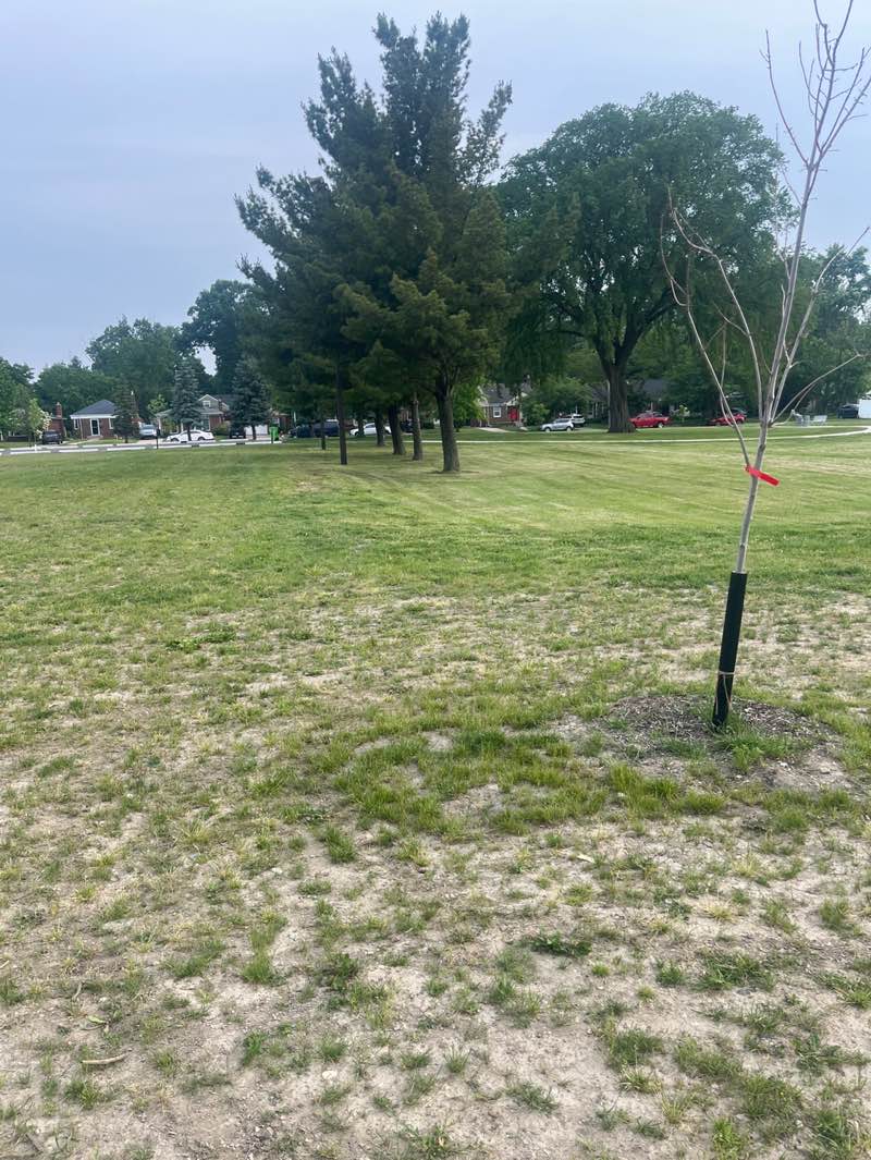 walking near me in Wilson Park in summer