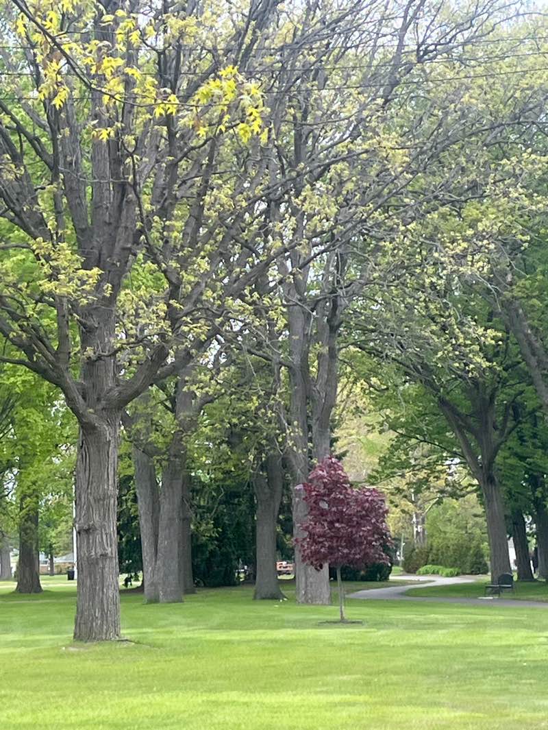 walking near me in Ghesquiere Park in spring