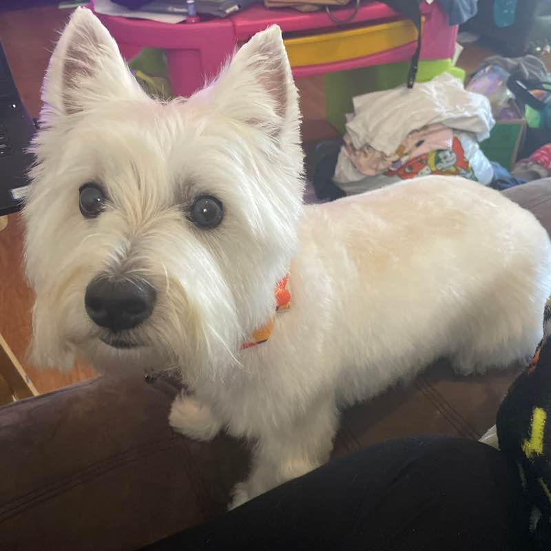 benevolent hoagie Sean O'Grady post image