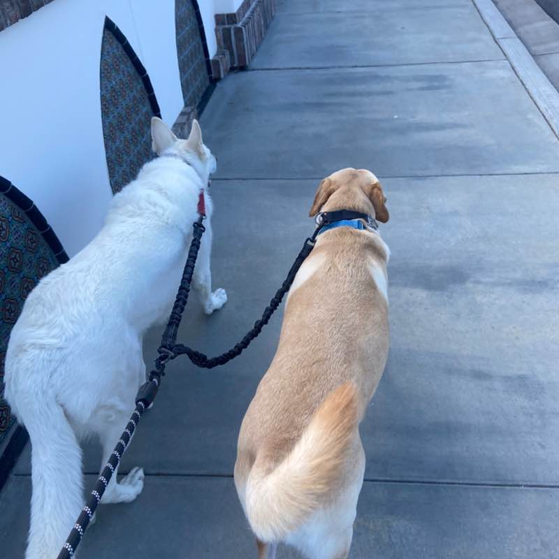 WSP Shirley post image