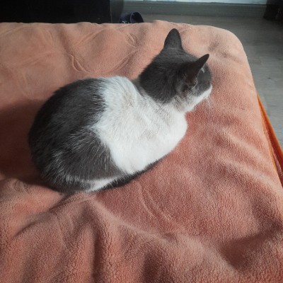 Wacky Races Trips 3144347081 post image