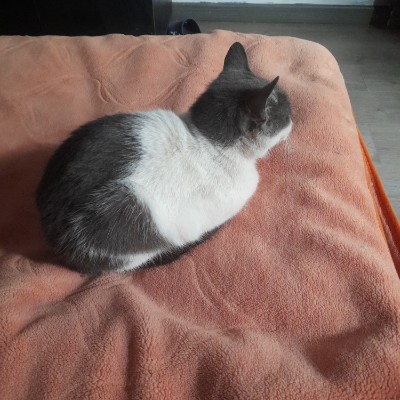 Wacky Races Trips 3144347081 post image