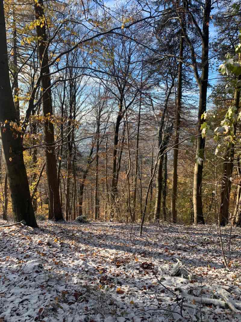walking near me in Mittlerer Kurpark in winter