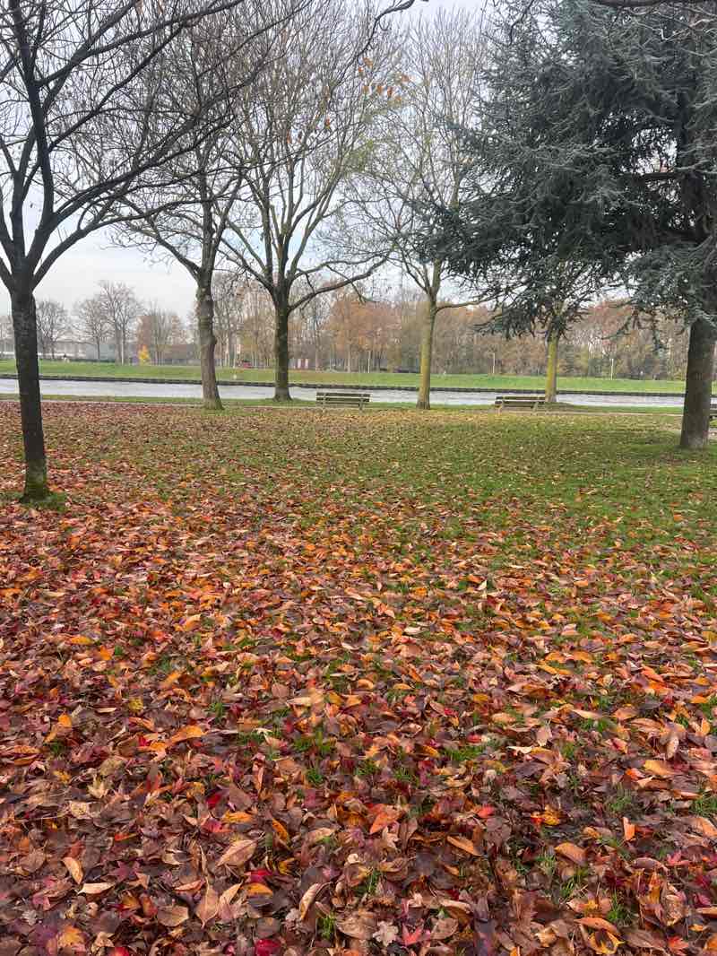 walking near me in Hendrik Andriessenplantsoen in autumn