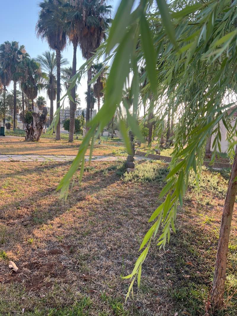 walking near me in Jdeideh park in summer