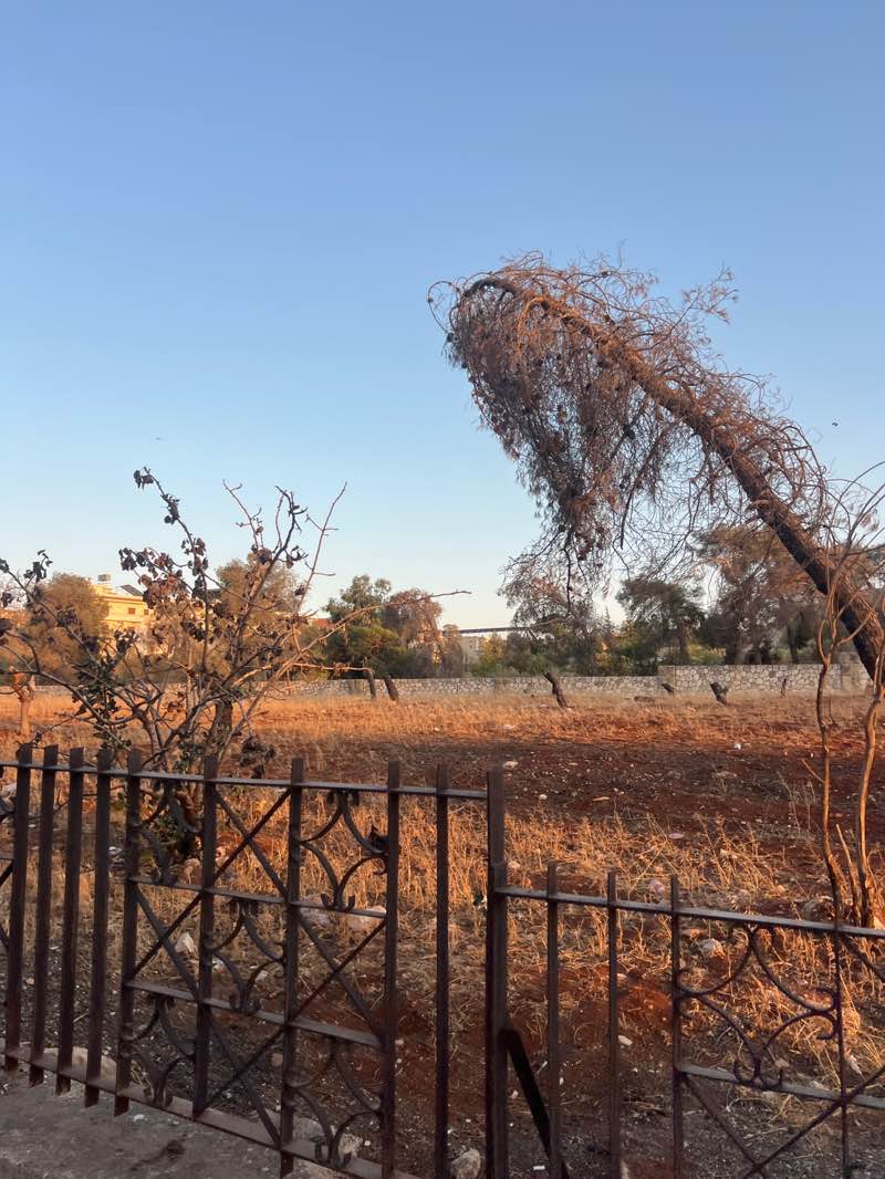 walking near me in حديقة الدير in autumn