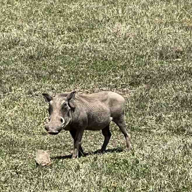 Vesko 🇷🇸 post 2