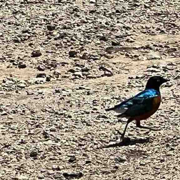 Vesko 🇷🇸 post 3