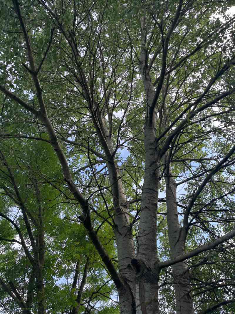 walking near me in Parc "Le Vallon" in winter