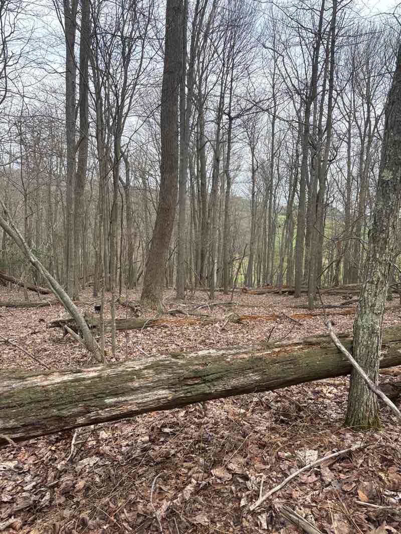 walking near me in Potomac State Forest Backbone Area in spring