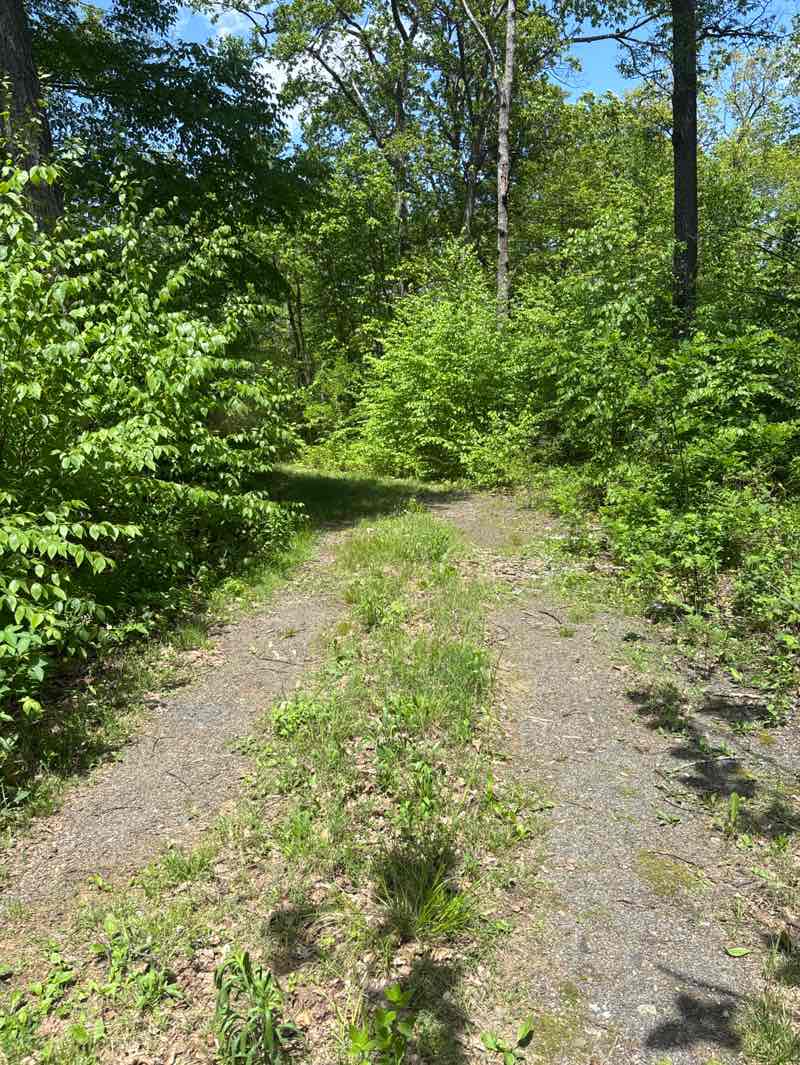 walking near me in Tuscarora State Forest in spring