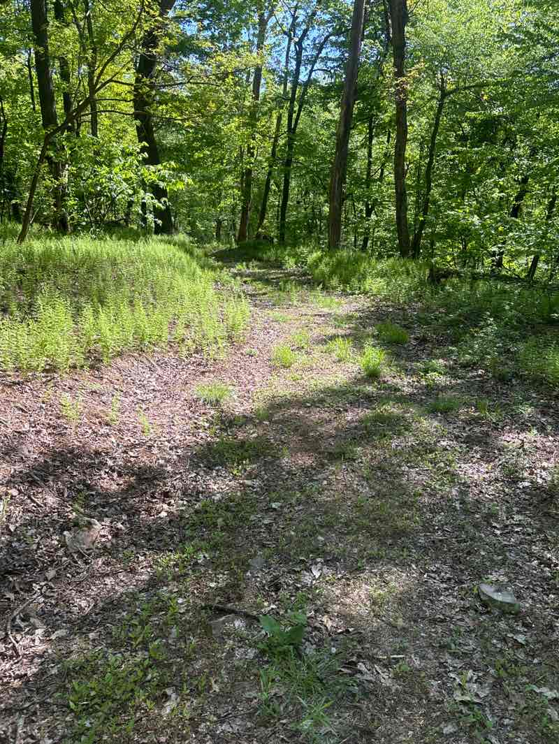 walking near me in Tuscarora State Forest in spring