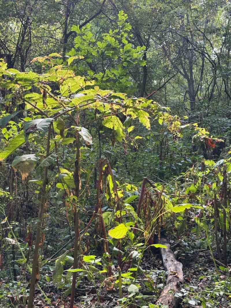 walking near me in Watershed Nature Center in autumn