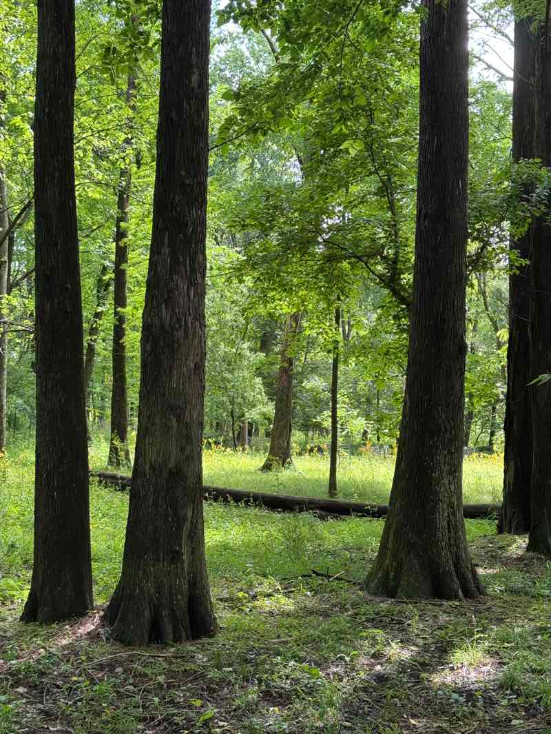 walking near me in SIUE Gardens in spring