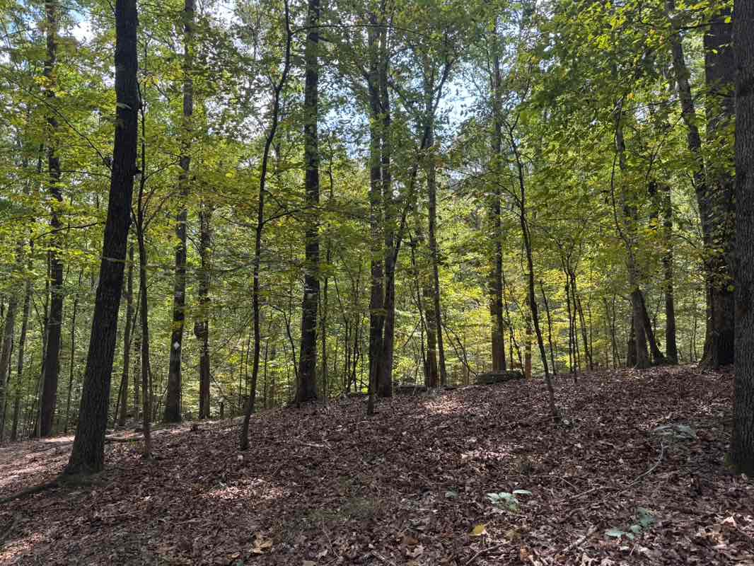 walking near me in Sweetwater Creek State Park in autumn