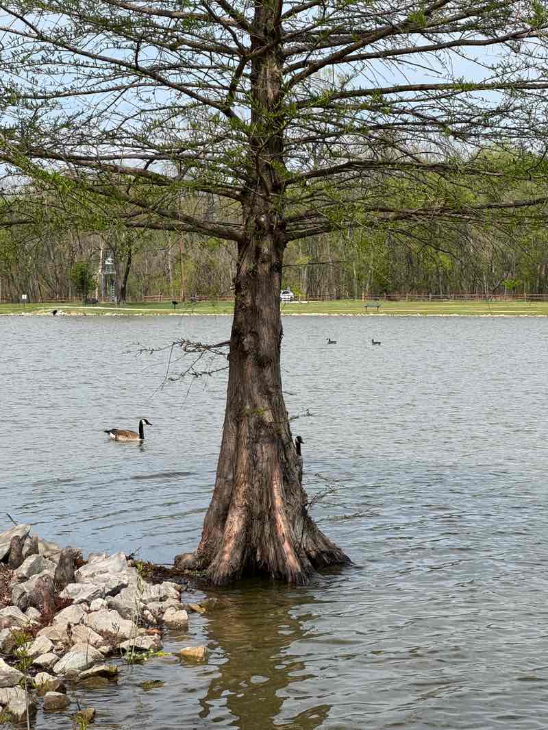 walking near me in Arnold City Park in spring