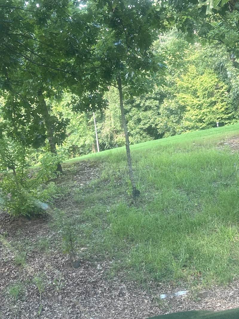 walking near me in Homewood Soccer Park in summer