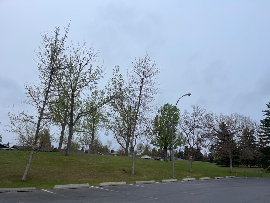 walking near me in Big Marlborough Park in spring