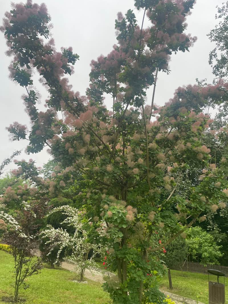 walking near me in پارک گیلانه in spring