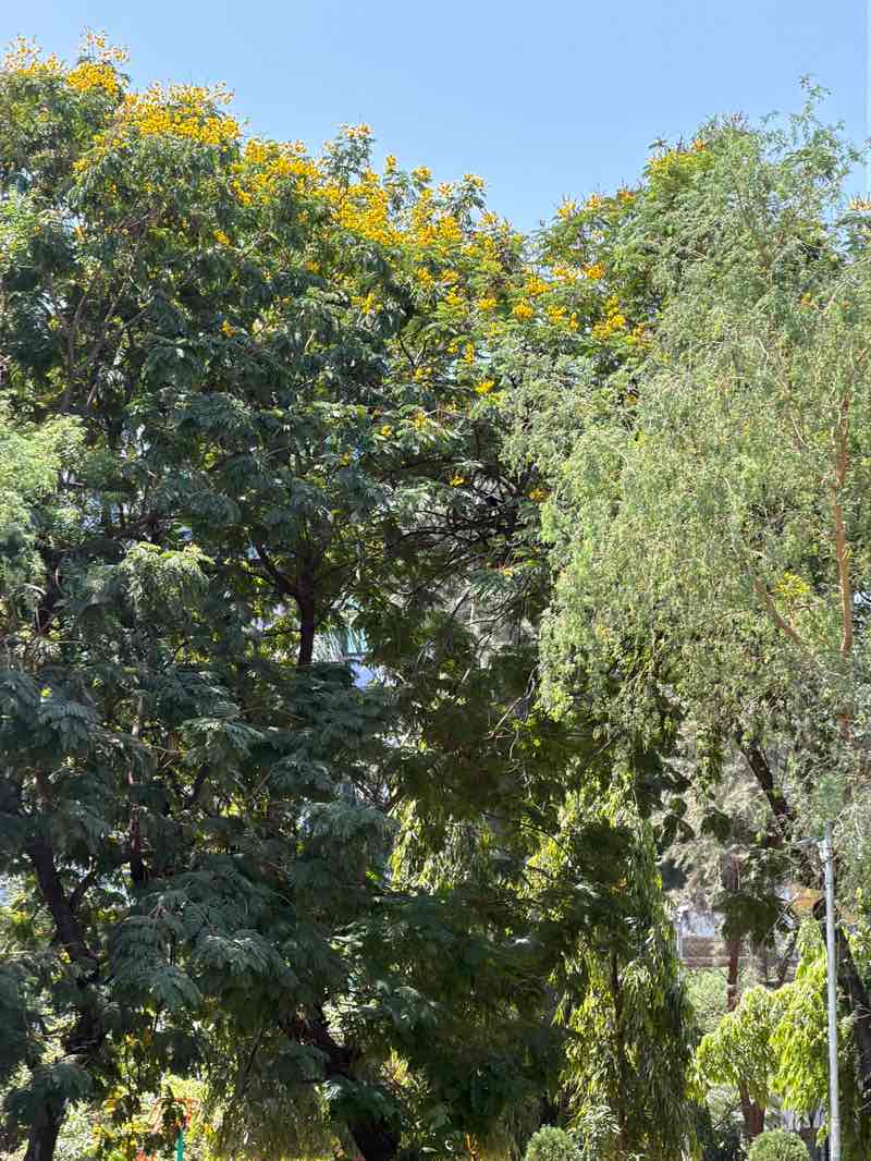 walking near me in Prahladbhai Patel Joggers Park in spring