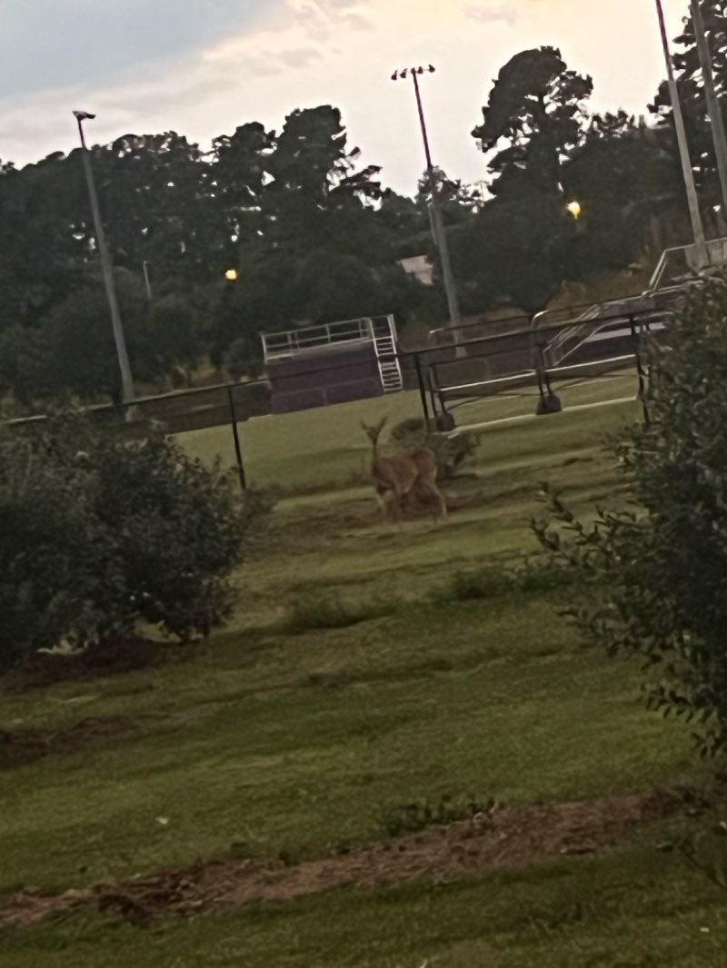 walking near me in SFA Mast Arboretum in autumn