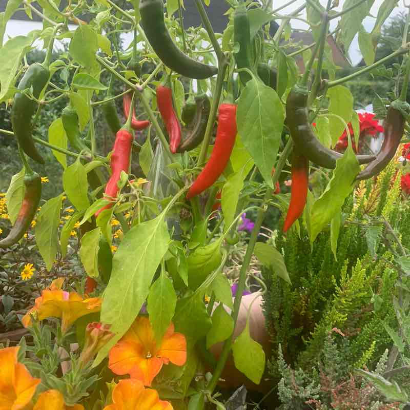 Bern Holly D. post image