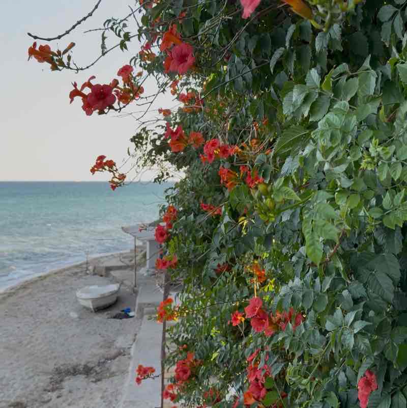 🇹🇷PACERS IN TURKEY🇹🇷 Asya post image