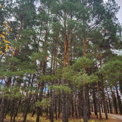 Rovert Travis Moose post 3