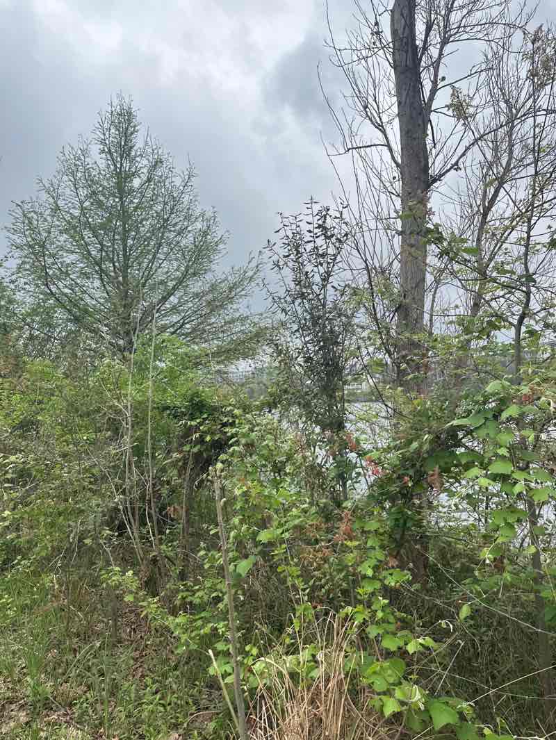 walking near me in Edward Rendon Sr. Metropolitan Park at Festival Beach in spring